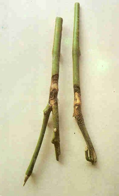 Patlıcanda gri küf hastalığı.